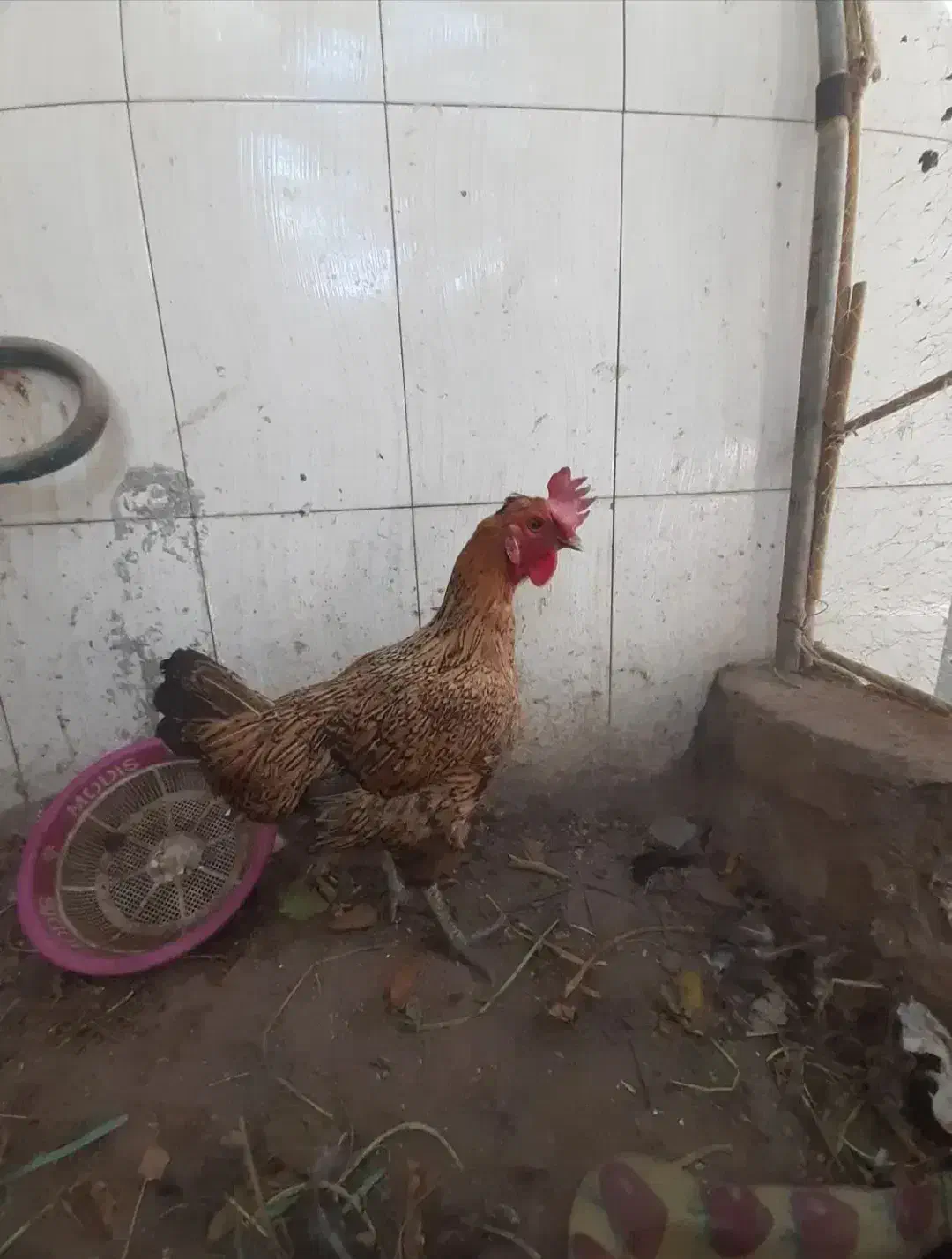 یک عددخروس ودوعدد مرغ محلی|حیوانات مزرعه|بندر گناوه, |دیوار