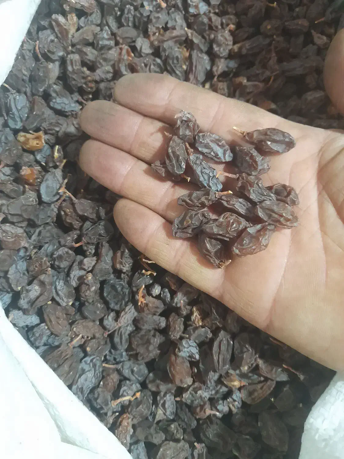 مویز افتابی|خوردنی و آشامیدنی|شیراز, کوزه گری|دیوار