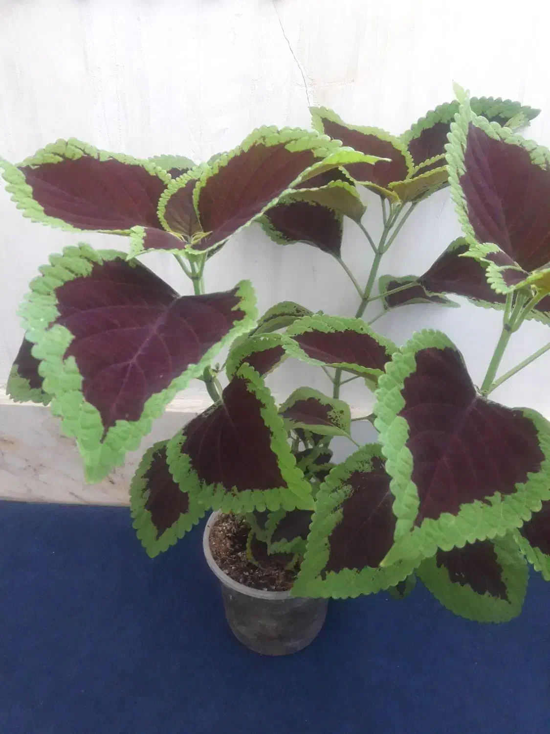 فروش گل های زیبا طبیعی|گل و گیاه طبیعی|سرپل ذهاب, |دیوار