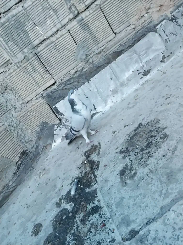 نرخرقه|پرنده|اصفهان, زاجان|دیوار