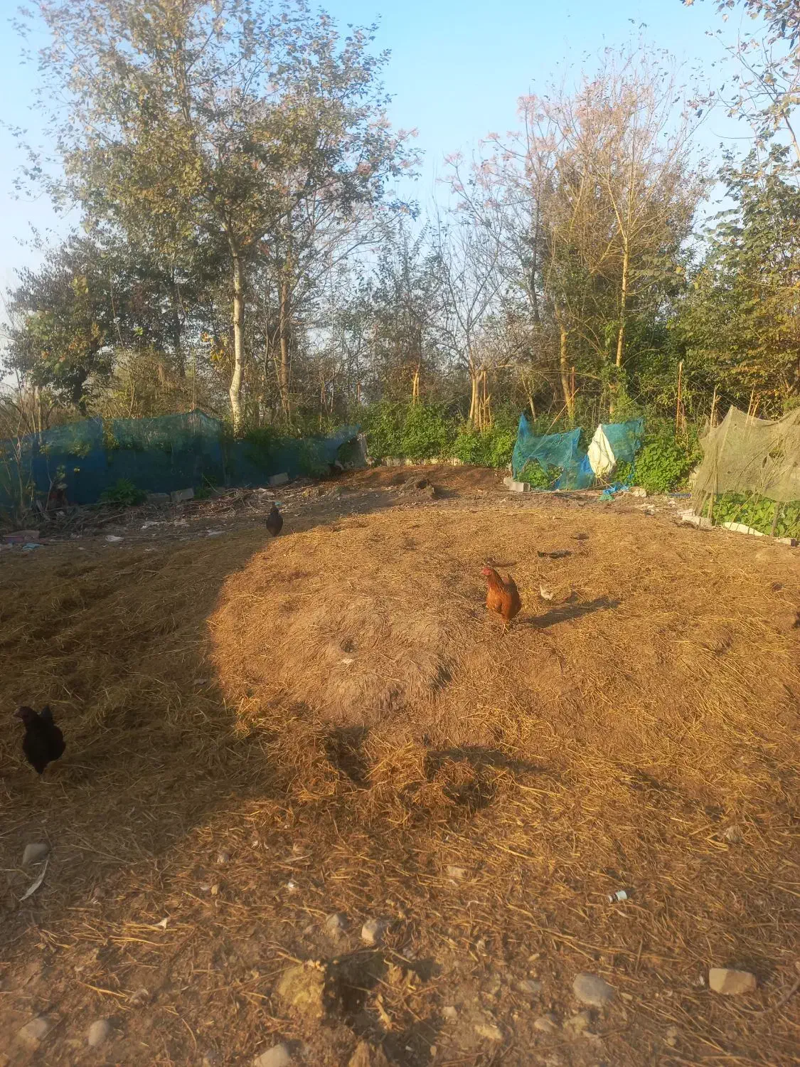 کود حیوانی|گل و گیاه طبیعی|لاهیجان, لفمجان|دیوار