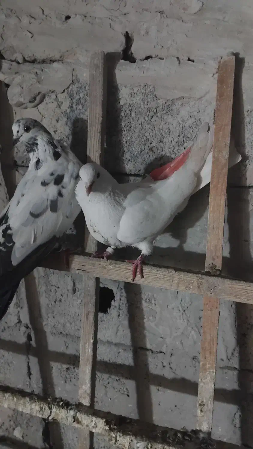 کفتر|حیوانات|بومهن, |دیوار