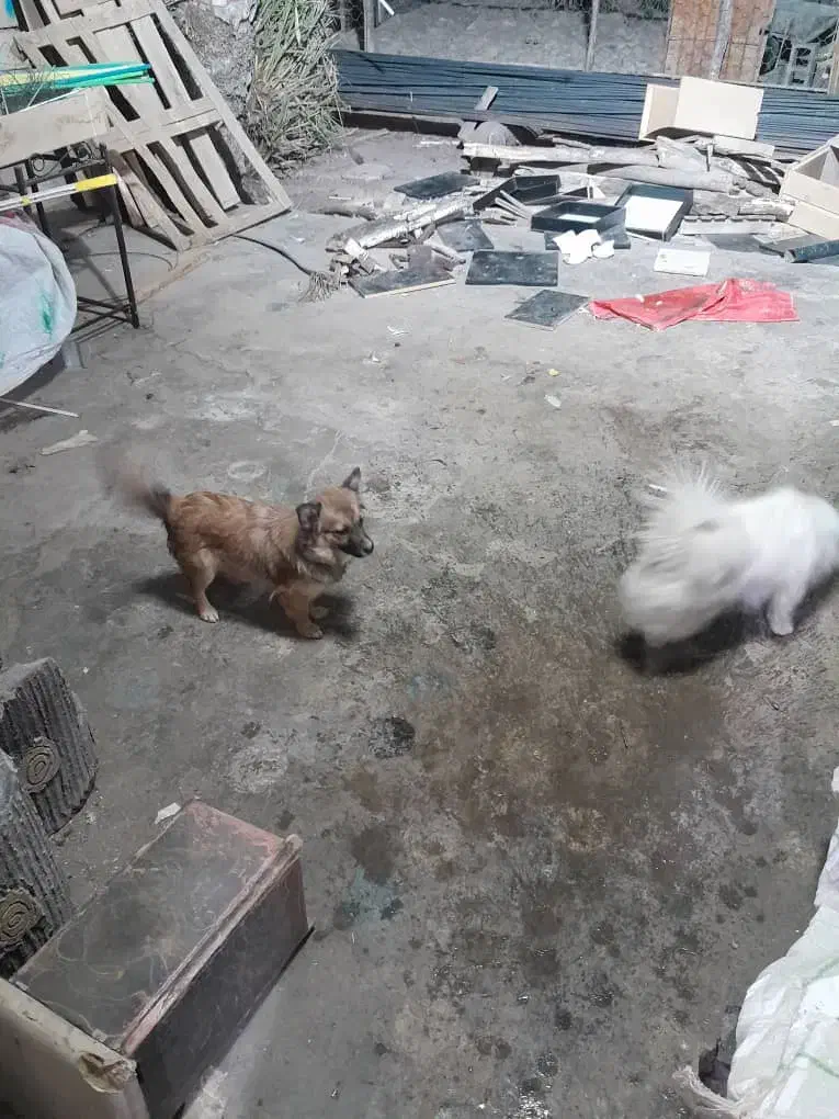 فروش ۴عدد سگ پامه روباهی|سگ|ایذه, |دیوار