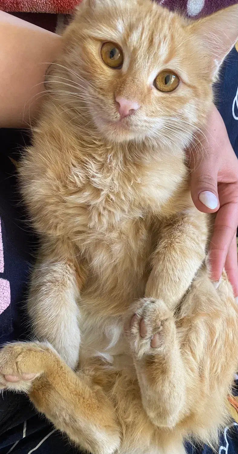 گربه جینجر خانگی بامزه، شیطون|گربه|مشهد, صداقیه|دیوار