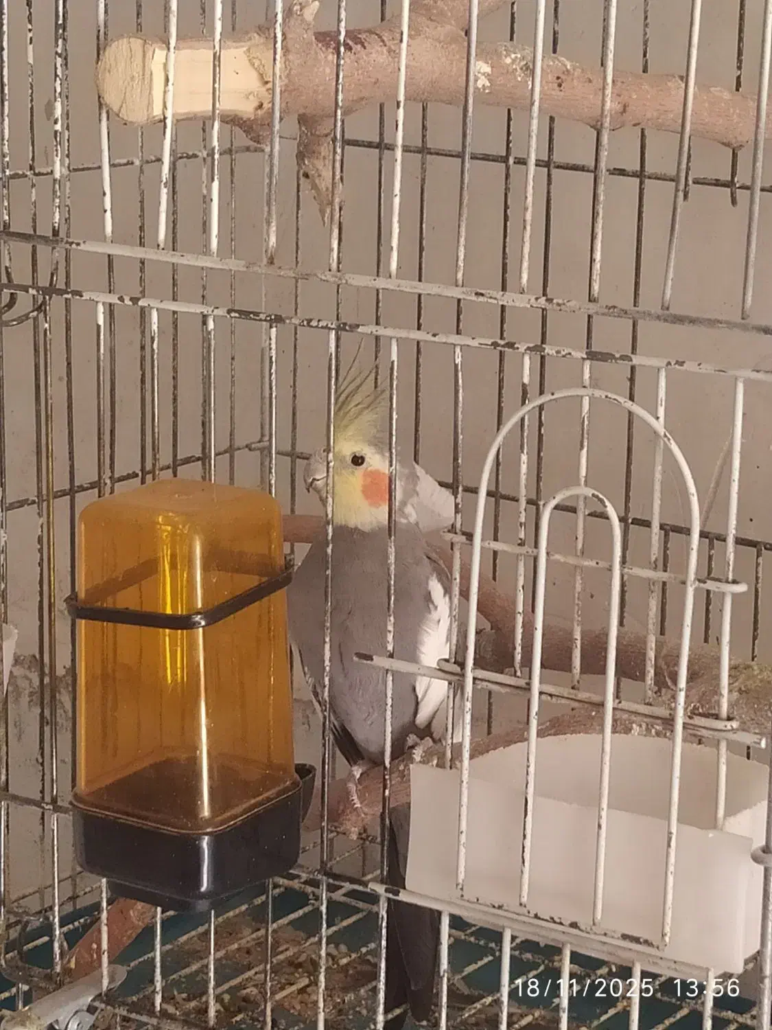 عروس هلندی سینامون|پرنده|یاسوج, |دیوار