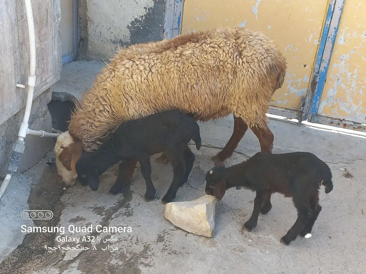 گوسفند بابره داشتی جوان شک|حیوانات مزرعه|کوزران, |دیوار