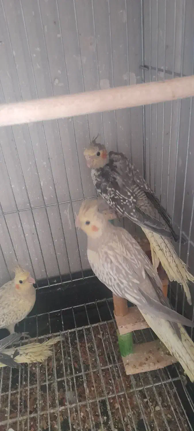 چهار عدد عروس هلندی|پرنده|خمینی‌شهر, |دیوار