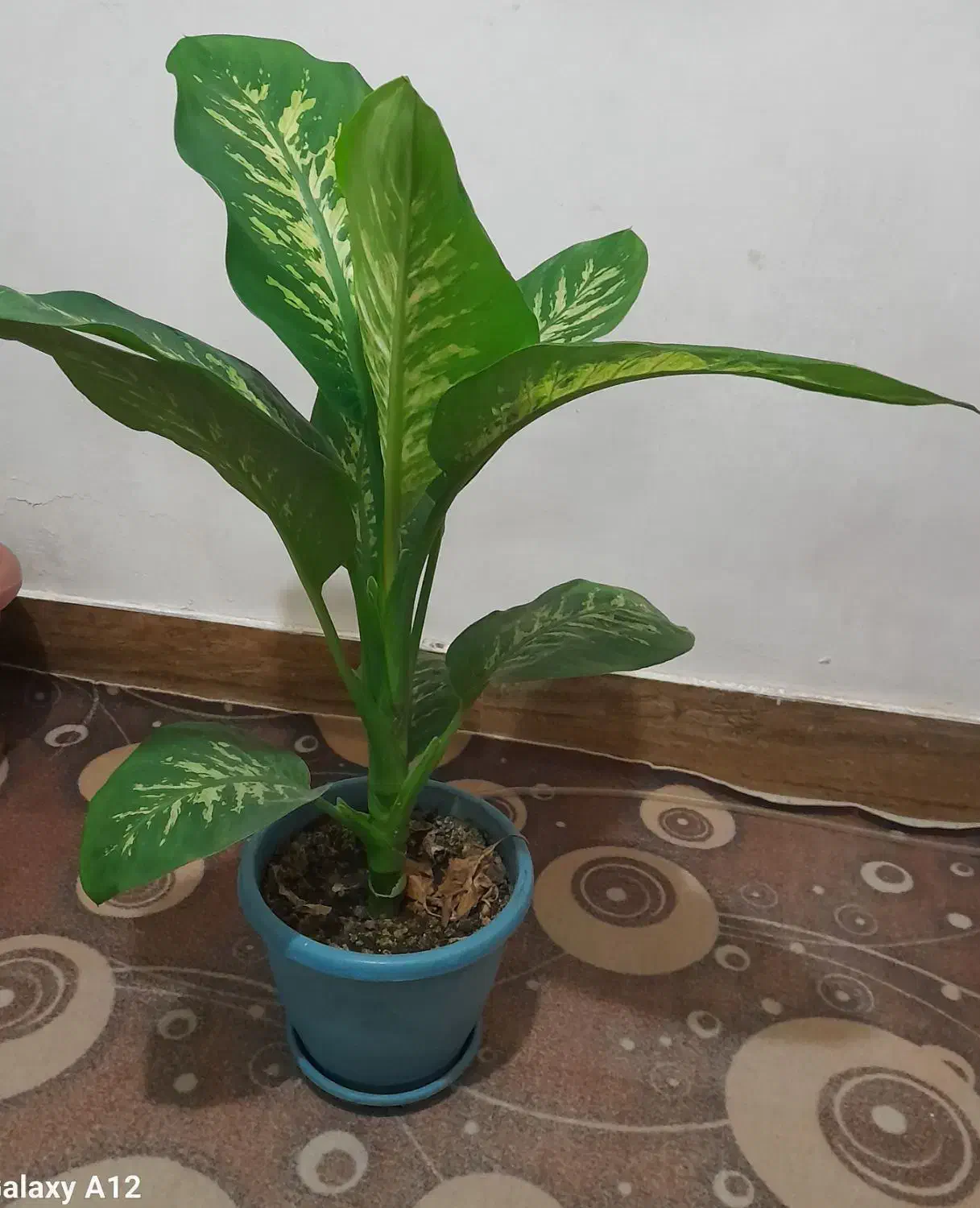 گل دیفن باخیا|گل و گیاه طبیعی|رضوانشهر, |دیوار