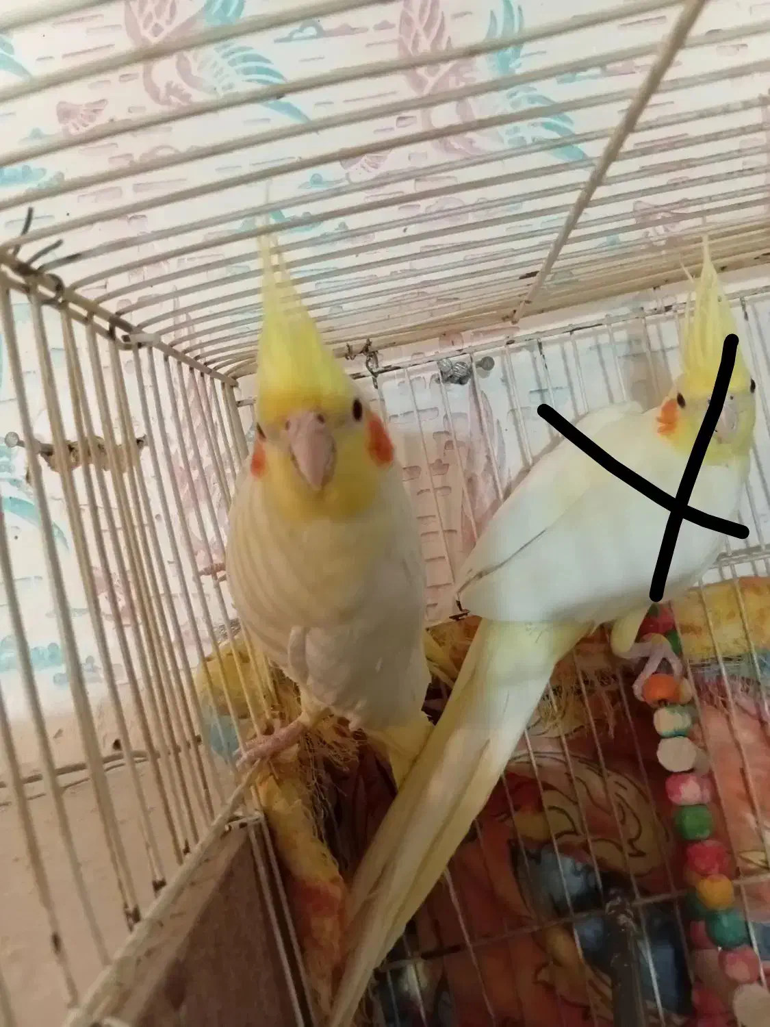 عروس هلندی لوتینو|پرنده|سبزوار, کهنه آب|دیوار