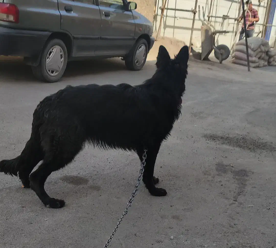 سگ ماده بلک|سگ|کاشان, شهرک فرهنگیان|دیوار