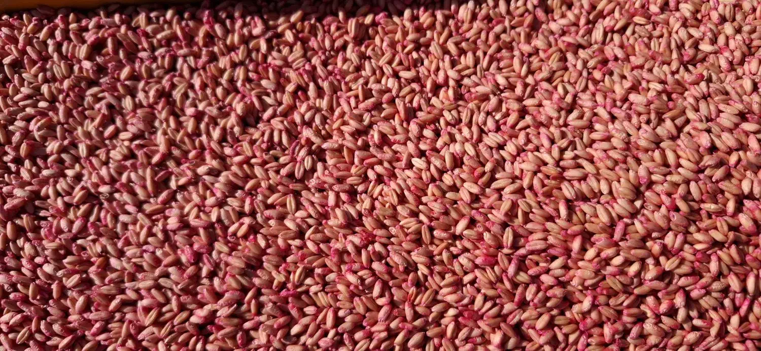 گندم بذر آذر ۲|گل و گیاه طبیعی|کوزران, |دیوار