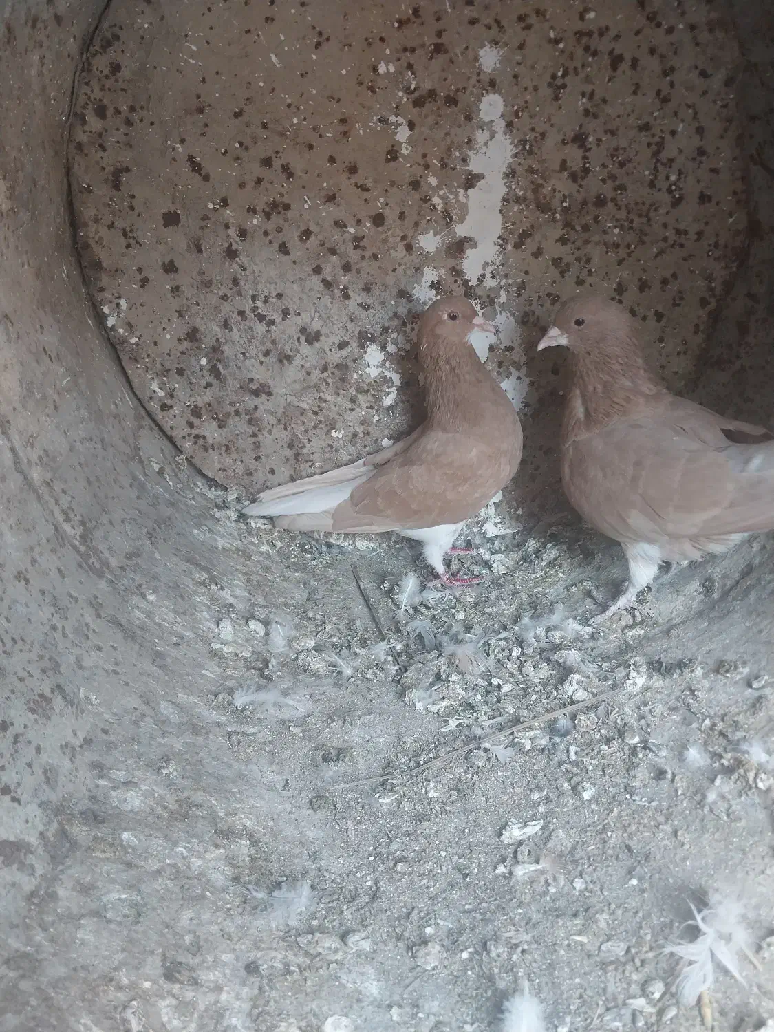 خوشرنگ زرد یال چپ|پرنده|کوه چنار, |دیوار