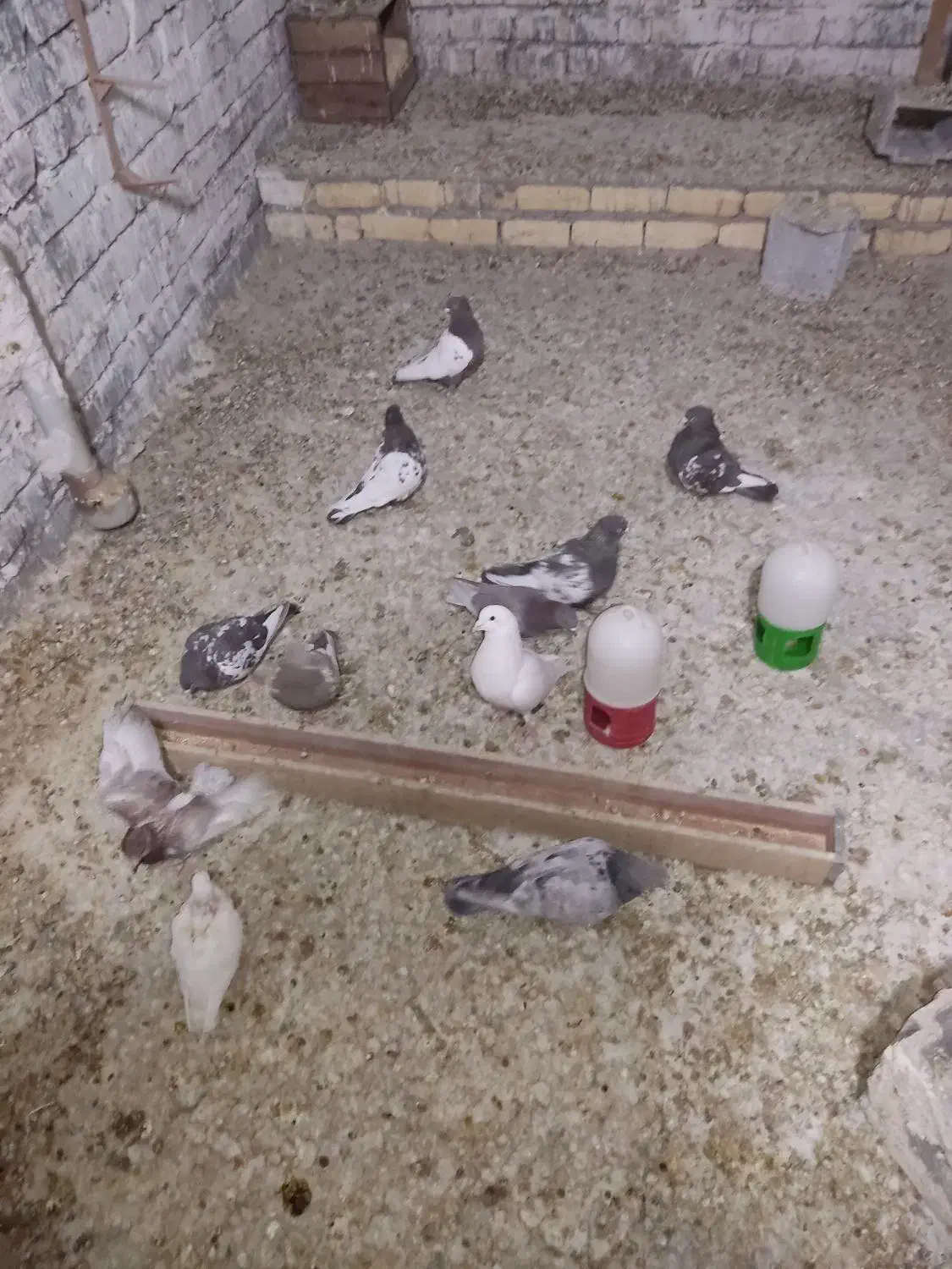 کبوتر یا کفتر|پرنده|شیراز, شهرک مهرگان|دیوار