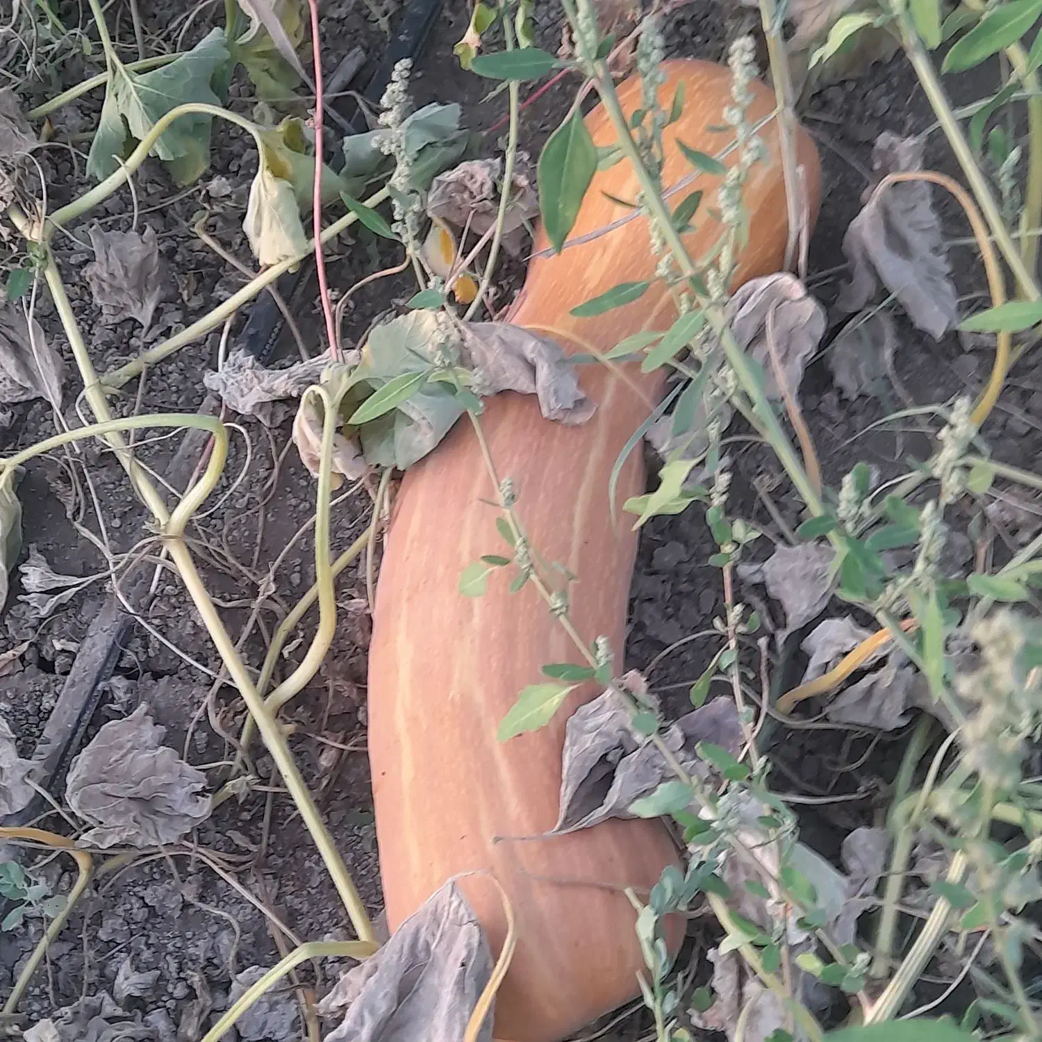 کدو حلوایی|خوردنی و آشامیدنی|سیمینه, |دیوار