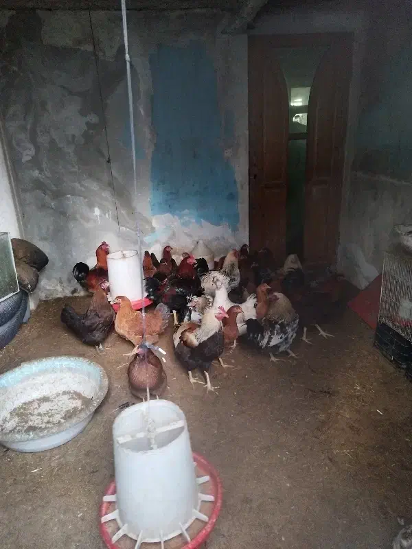 مرغ و خروس|حیوانات مزرعه|نوشهر, |دیوار