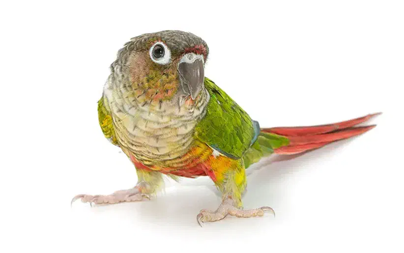 گرنجینک شیطون|پرنده|پاکدشت, پاکدشت (مامازند)|دیوار