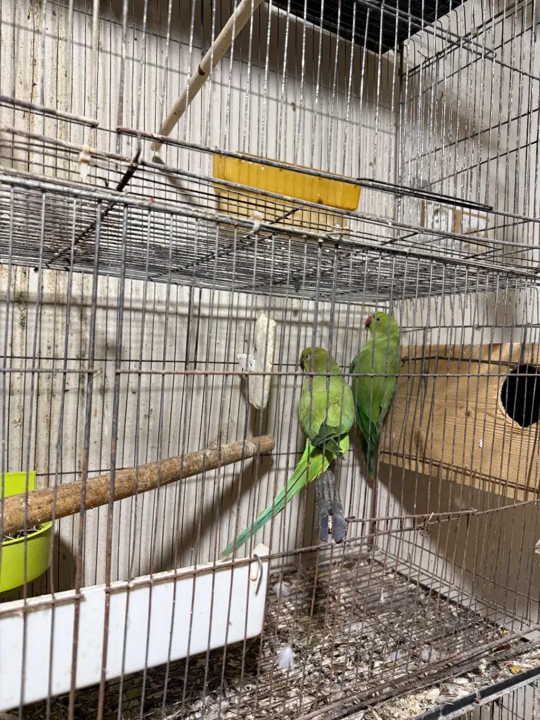 طوطی ملنگو|پرنده|امامزاده عبدالله, |دیوار