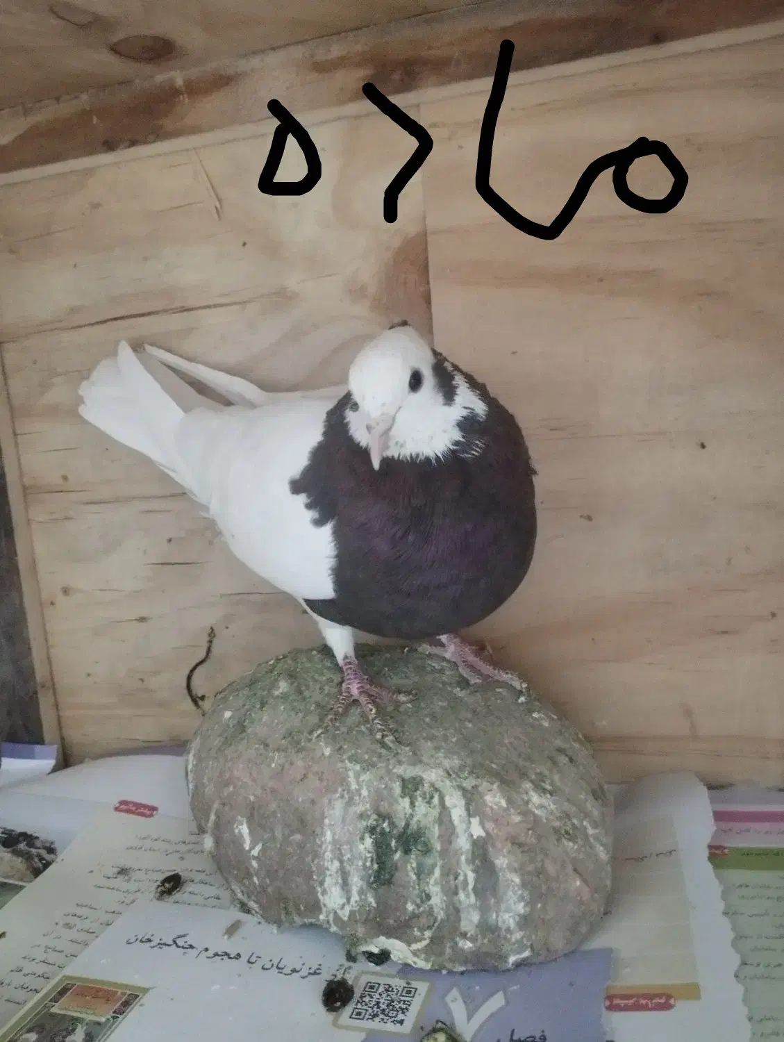 کفتر طوقی|پرنده|پردیس, فاز ۱|دیوار