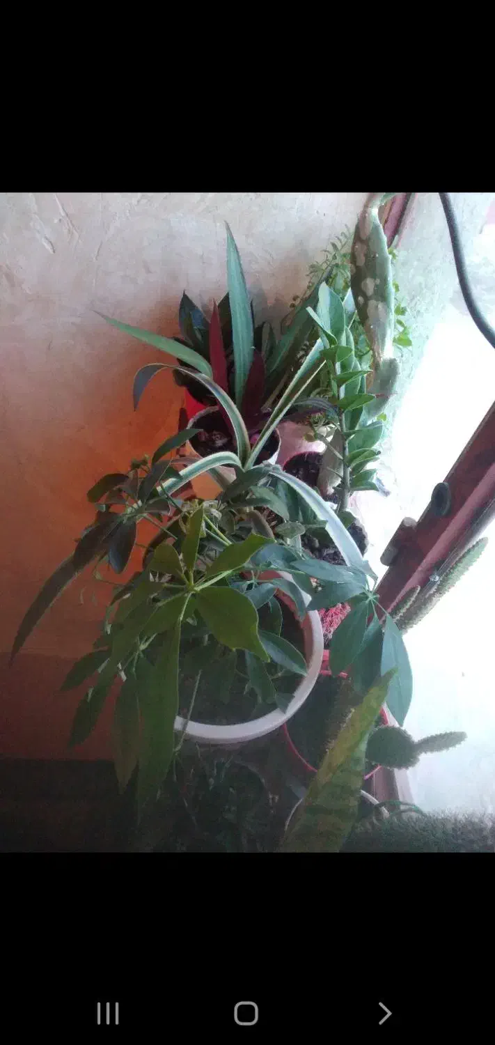 چند گلدان گل بخاطر مشکل مالی|گل و گیاه طبیعی|میان ولایت, |دیوار