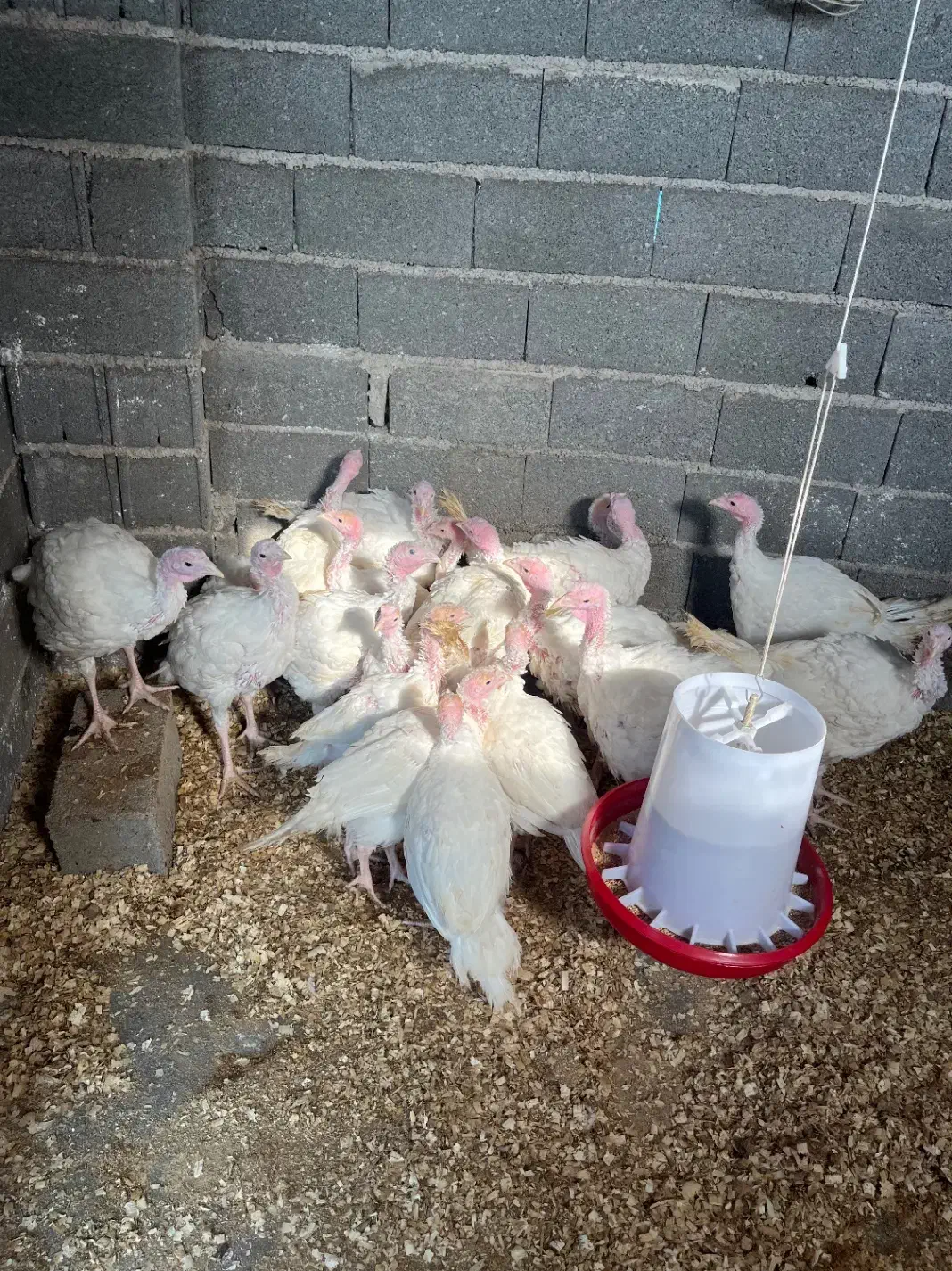 بوقلمون بیوتی اورگانیک زیر قیمت بازار|حیوانات مزرعه|لشت نشا, |دیوار