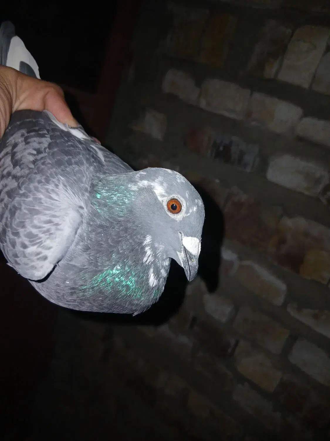 بوم ندیده|پرنده|سراوان, |دیوار