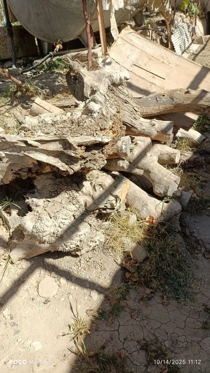 تنه خشک درخت جهت ذغال|خدمات باغبانی و درختکاری|پردیس, کمرد|دیوار