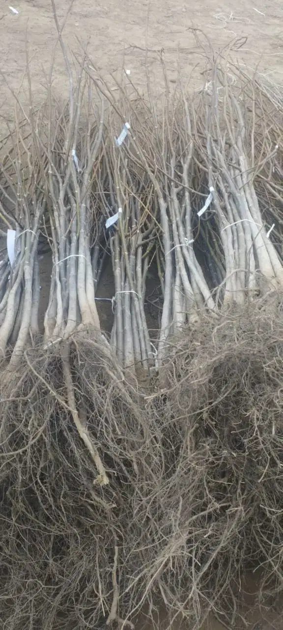 عرضـه نهـال گردوبـادام و...|خدمات باغبانی و درختکاری|رشت, لاکان|دیوار