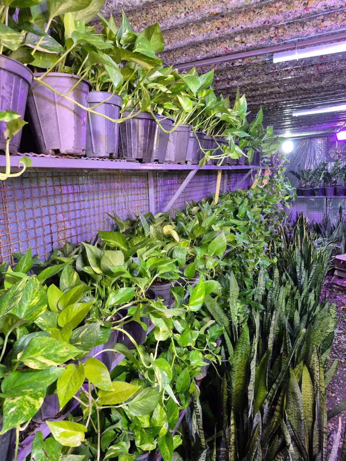 حراج پتوس ۱۲۰ تومن|گل و گیاه طبیعی|اهواز, پادادشهر|دیوار