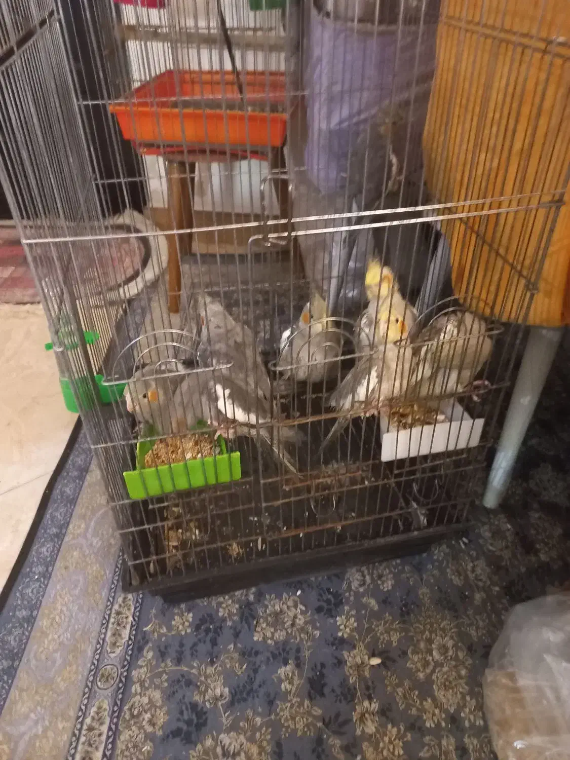 طوطی عروس هلندی|پرنده|چالوس, |دیوار