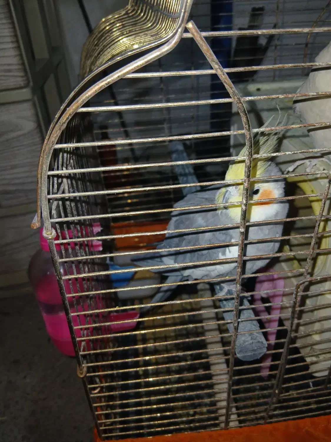 عروسک هلندی|پرنده|پاکدشت, پاکدشت (مامازند)|دیوار