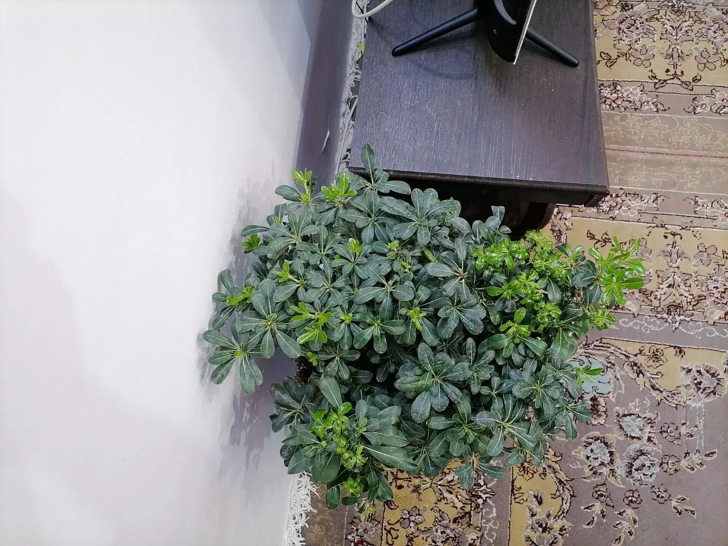 بونسای میخک|گل و گیاه طبیعی|مشهد, کوی دروی|دیوار