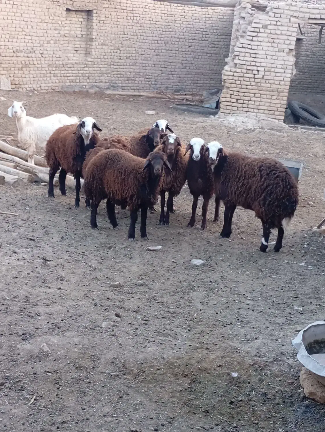 بره ماده|حیوانات مزرعه|تربتحیدریه, بالا ولایت|دیوار