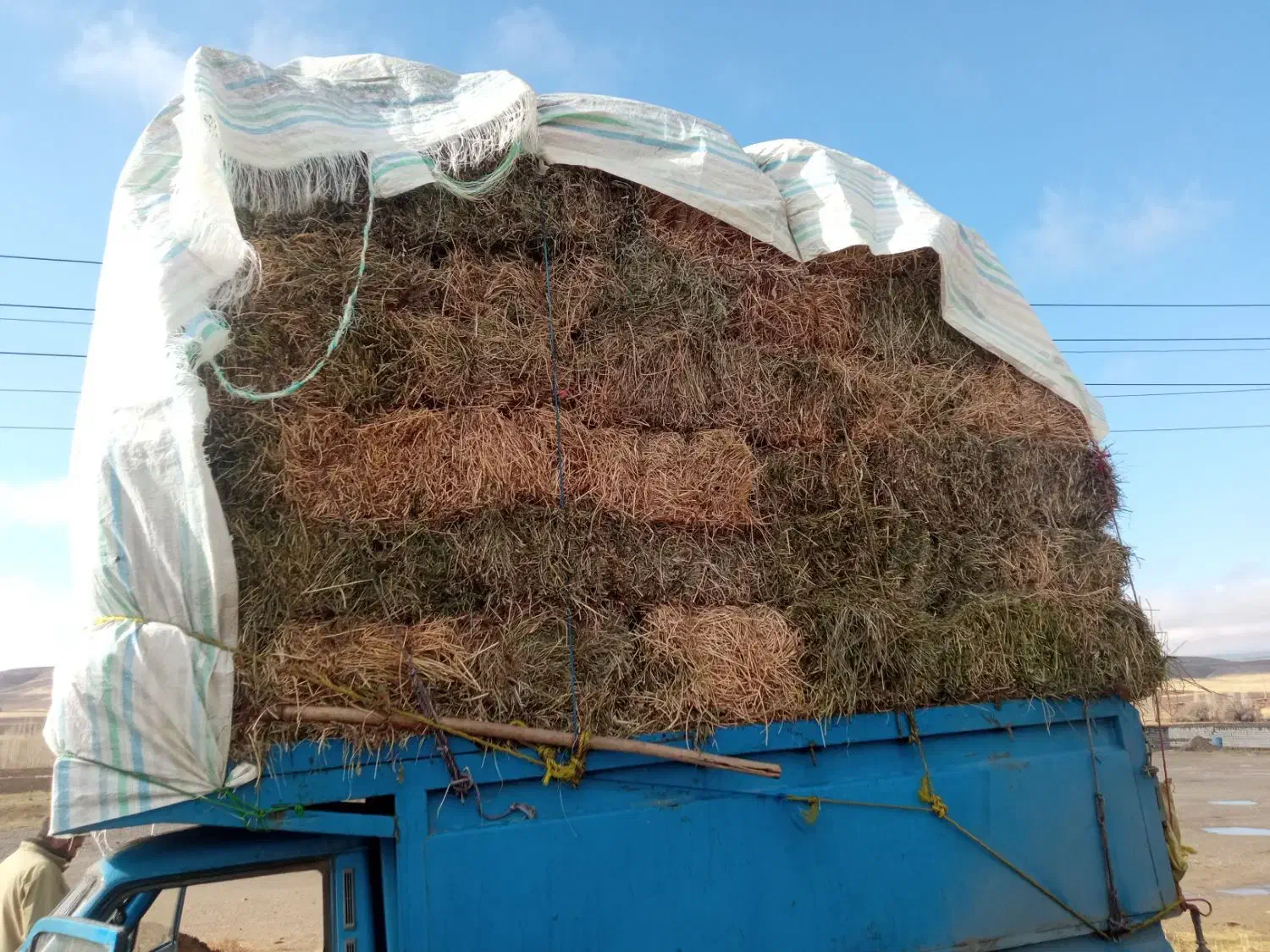 علوفه مخلوط با یونجه|خدمات باغبانی و درختکاری|تکاب, |دیوار