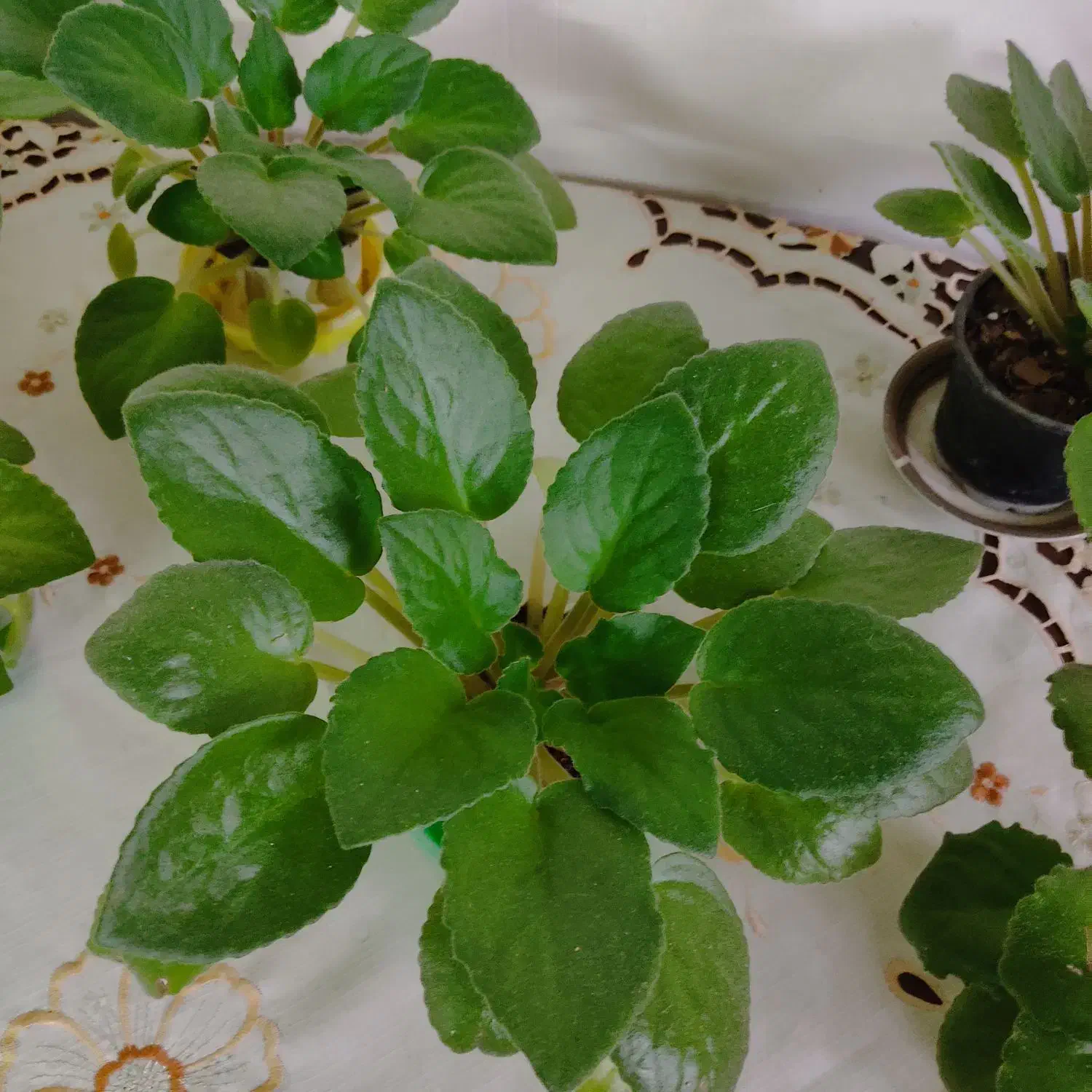 فروش گل بنفشه افریقایی|گل و گیاه طبیعی|قائم‌شهر, |دیوار