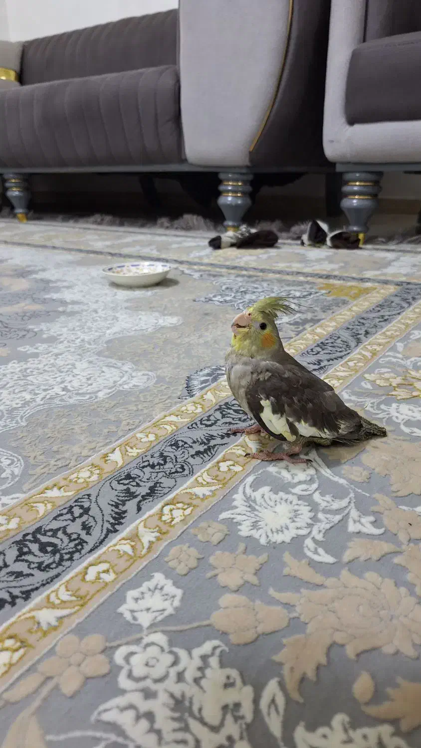 عروس هلندی|پرنده|رشت, کوی مهر|دیوار