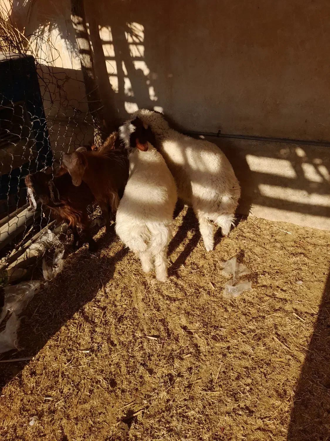 ۲عدد بره نر|حیوانات مزرعه|دره شهر, |دیوار