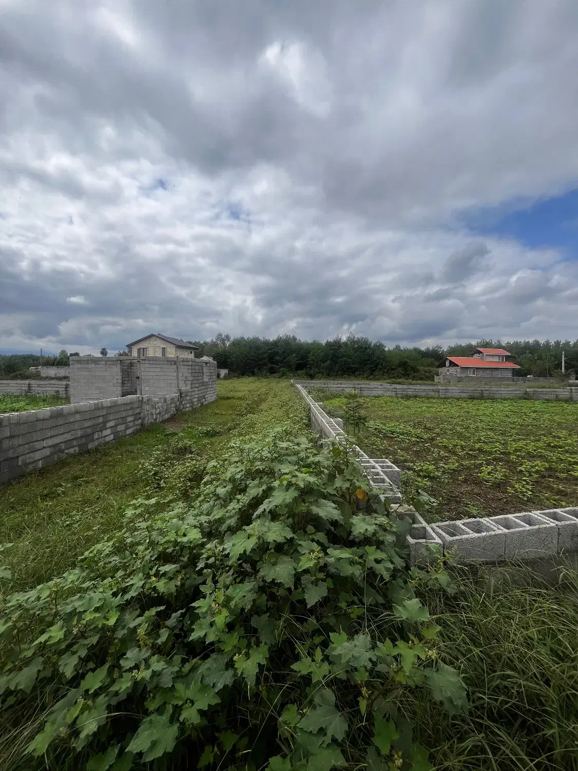 فروش زمین باغی ۴۹۰متر|فروش زمین و ملک کلنگی|ضیابر, |دیوار