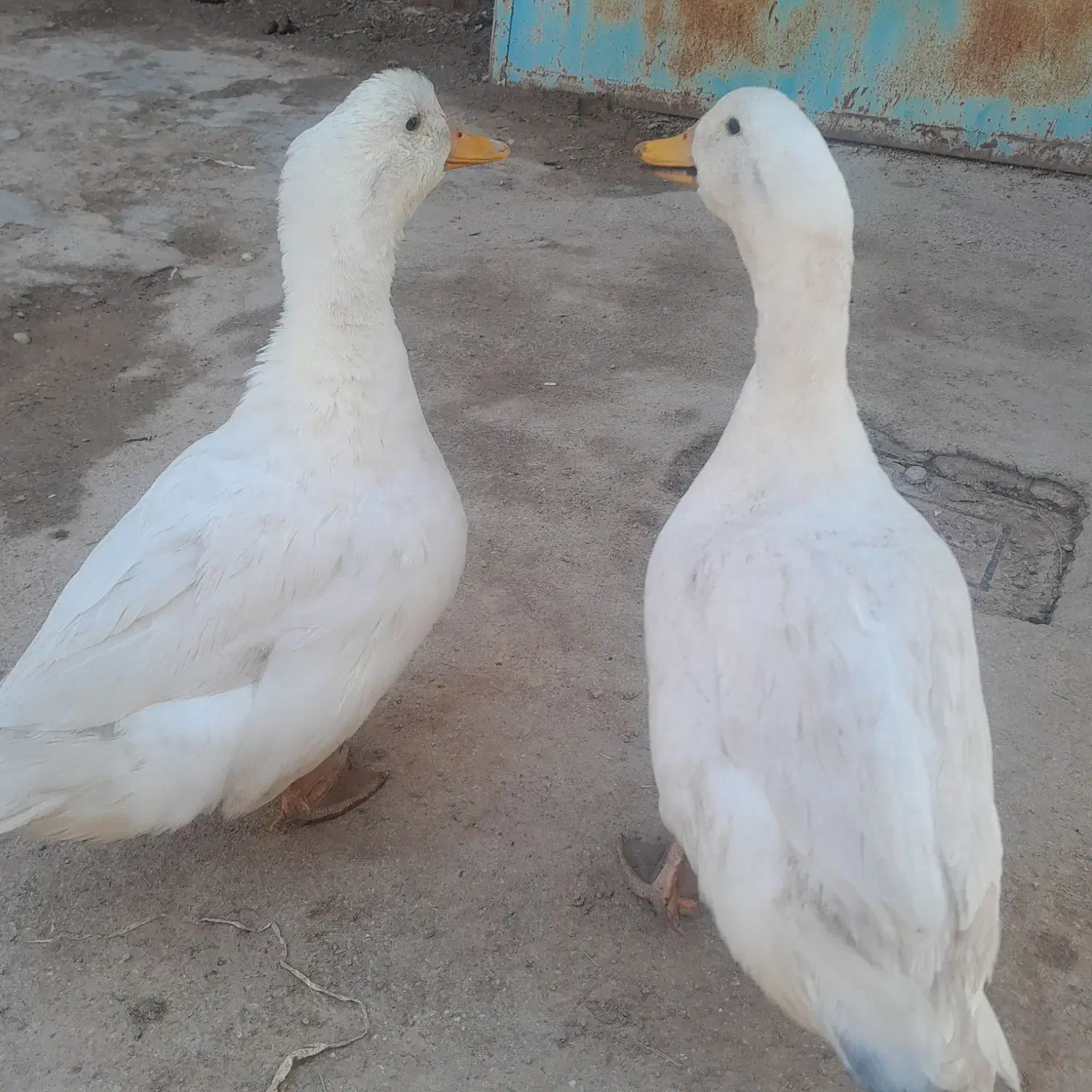 اردک|حیوانات مزرعه|اسفراین, |دیوار