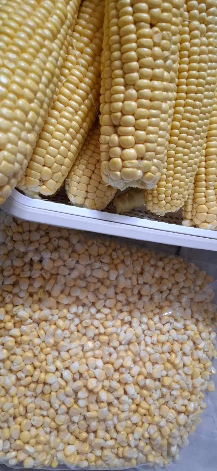 ذرت مکزیکی سوپر|خوردنی و آشامیدنی|خمینیشهر, |دیوار