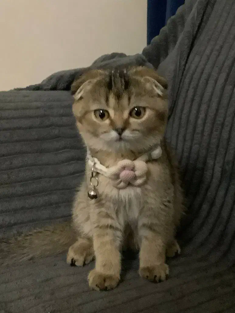 بچه گربه اسکاتیش فولد|گربه|تهران, شهرک پرواز|دیوار