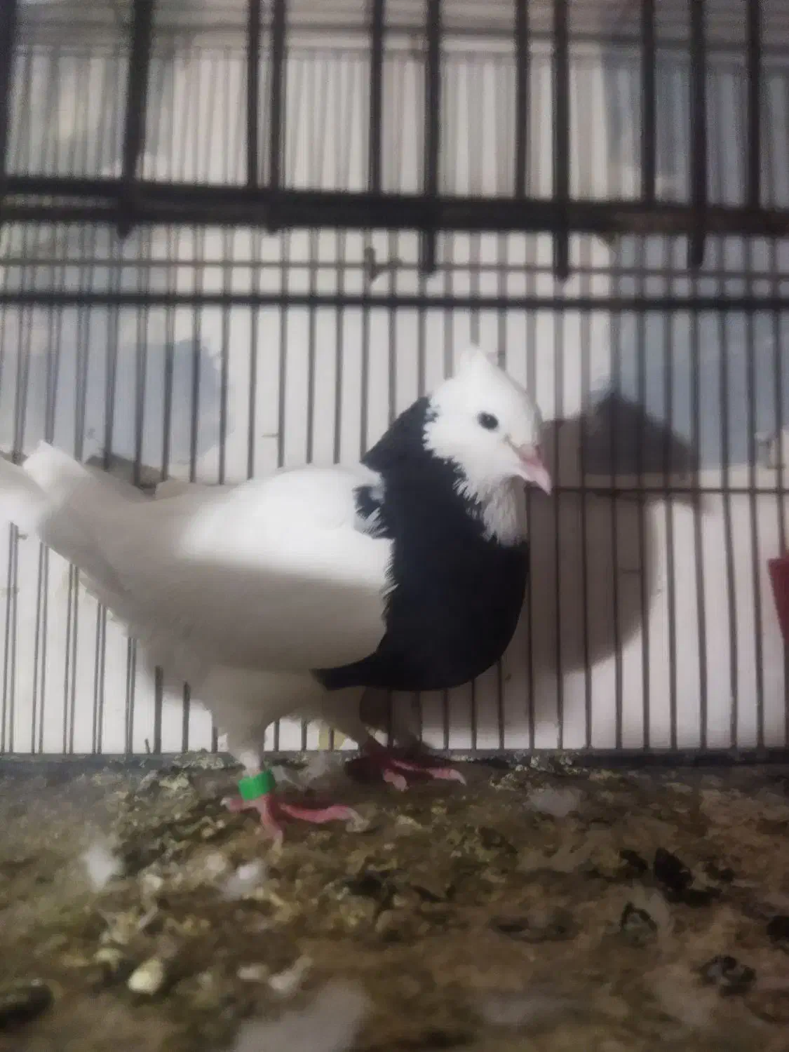 طوقی ماده درشت و پاک|پرنده|گنبد کاووس, |دیوار