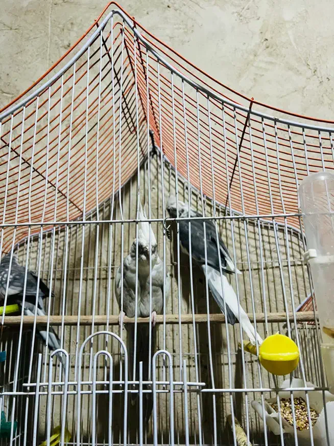 عروس هلندی یک جفت وات فیس سالم اماده تخم گذاری|پرنده|زاهدان, |دیوار