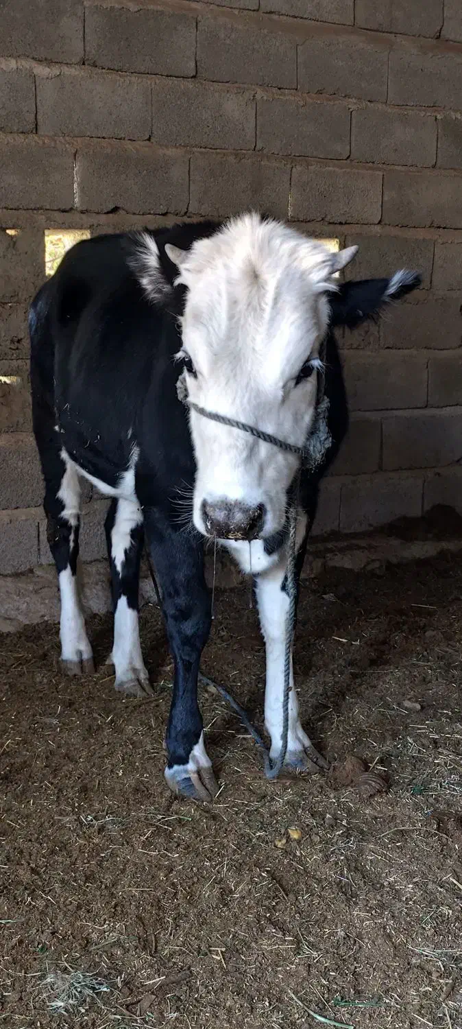 گاو پرآپ چاق مناسب برای مالداری و قصابی|حیوانات مزرعه|مهرستان, |دیوار