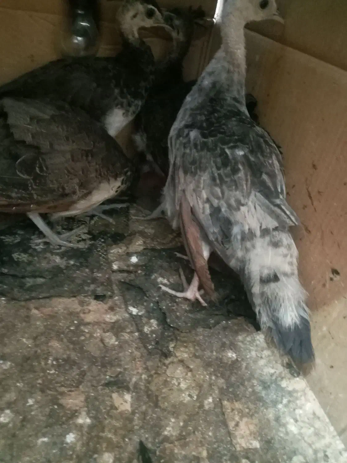 تعداد جوجه طاووس ۳ ماهه|پرنده|آمل, |دیوار