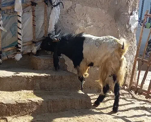 نربز پاکستانی اصل|حیوانات مزرعه|بروجرد, |دیوار