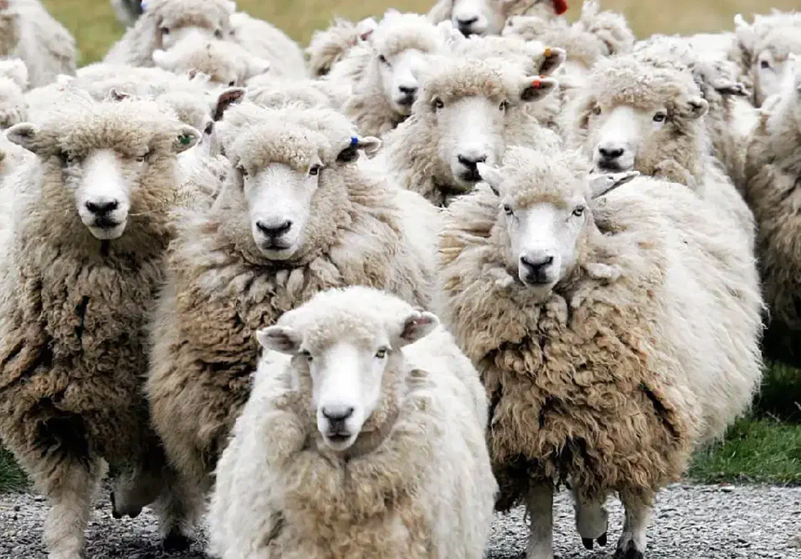 چوپان|استخدام سرایداری و نظافت|دشمن زیاری, |دیوار