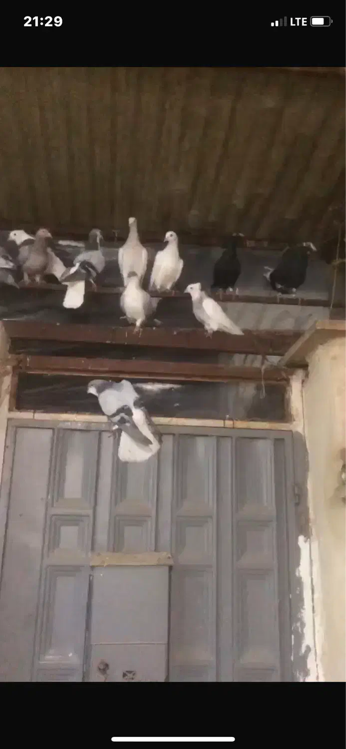 فروش15 کبوتر|پرنده|قزوین, |دیوار