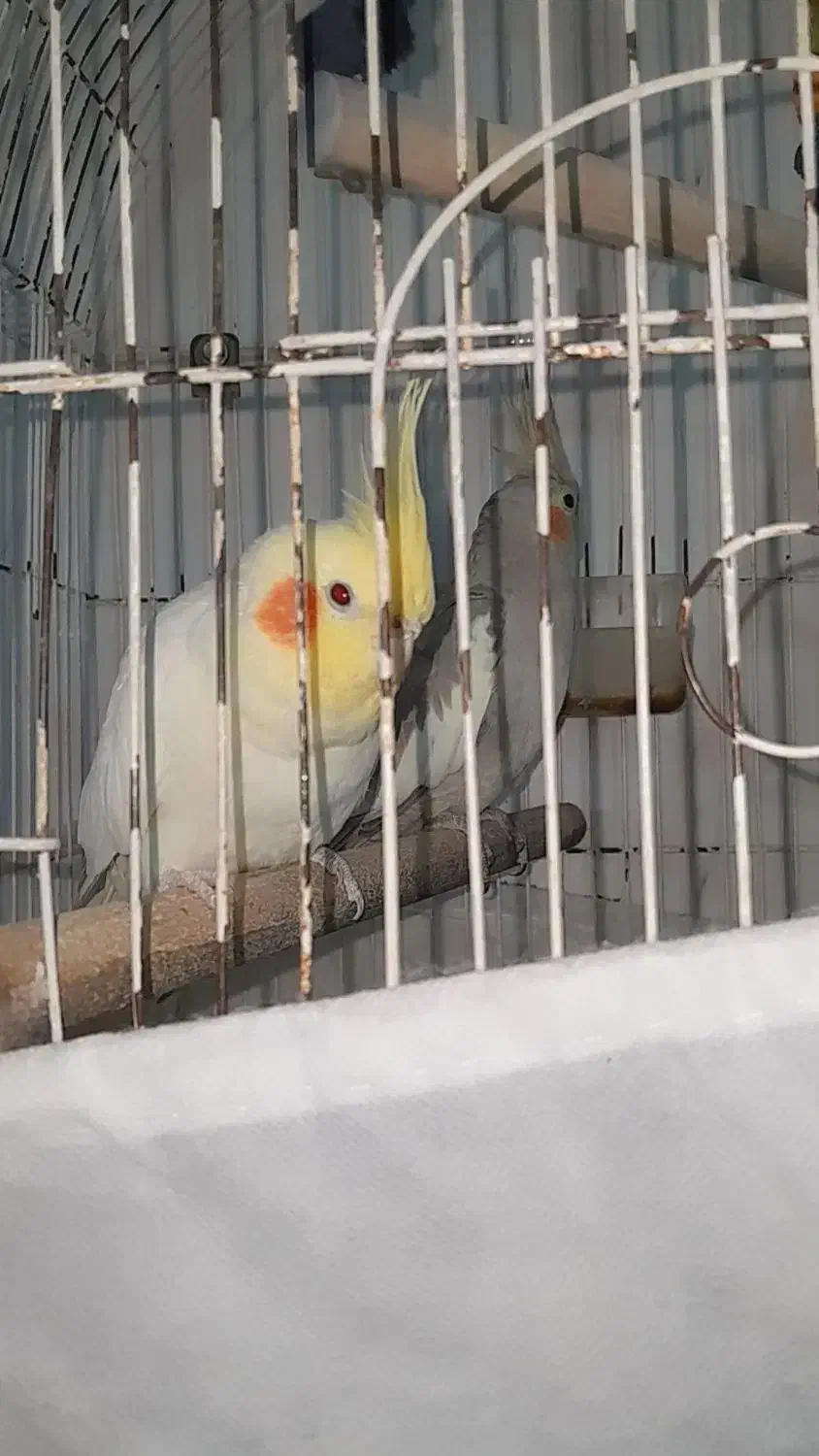 پرنده|پرنده|رضوانشهر, |دیوار