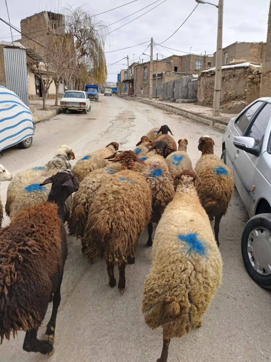 گوسفند آبستن|حیوانات مزرعه|جوانرود, |دیوار