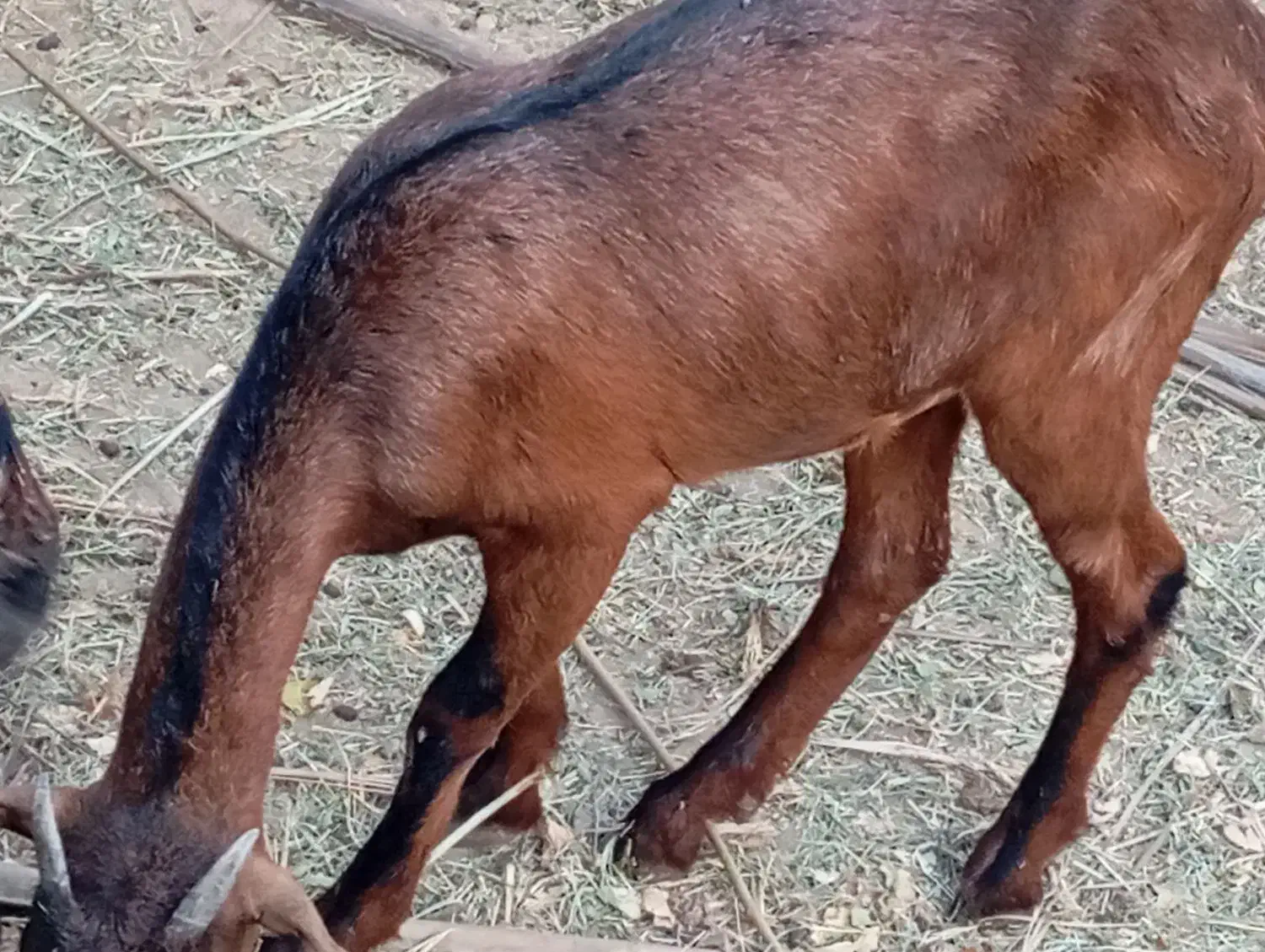 بز نزار کهره ماده و نر اطراف تازیان|حیوانات مزرعه|بندرعباس, |دیوار